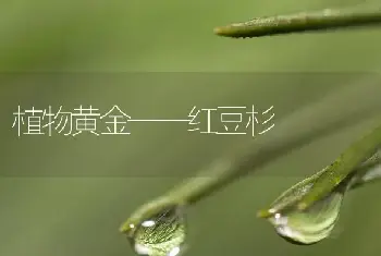 植物黄金——红豆杉