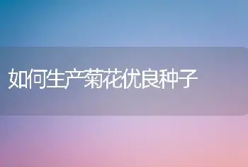 如何生产菊花优良种子