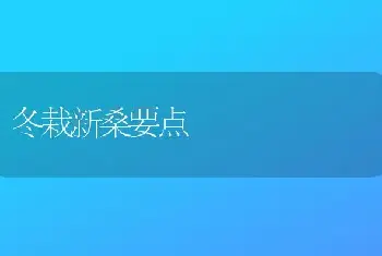 冬栽新桑要点