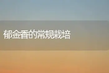 郁金香的常规栽培