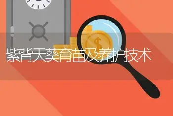 紫背天葵育苗及养护技术