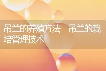 吊兰的养殖方法 吊兰的栽培管理技术