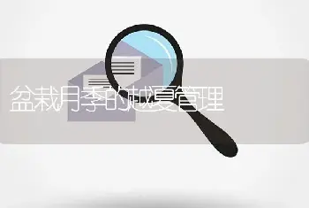 盆栽月季的越夏管理