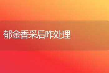 郁金香采后咋处理