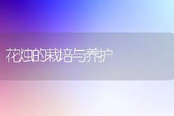 花烛的栽培与养护