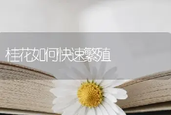 桂花如何快速繁殖