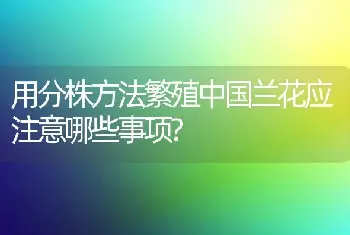 用分株方法繁殖中国兰花应注意哪些事项?