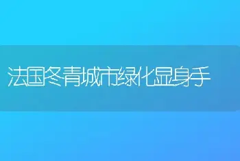 法国冬青城市绿化显身手