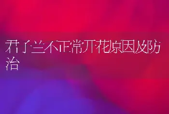 君子兰不正常开花原因及防治