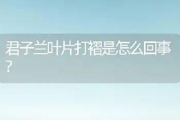 君子兰叶片打褶是怎么回事?