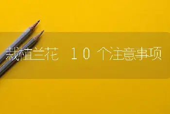 栽植兰花 10个注意事项