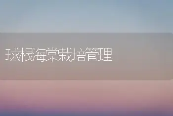 球根海棠栽培管理