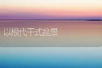 以根代干式盆景