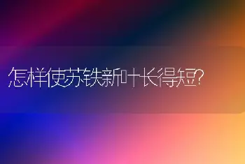 怎样使苏铁新叶长得短？