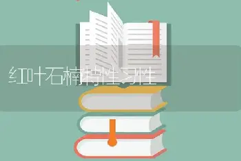 红叶石楠特性习性