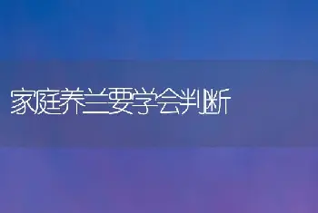 家庭养兰要学会判断