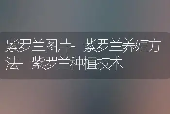 紫罗兰图片-紫罗兰养殖方法-紫罗兰种植技术