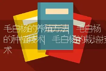 毛白杨的养殖方法|毛白杨的种植技术|毛白杨的栽培技术