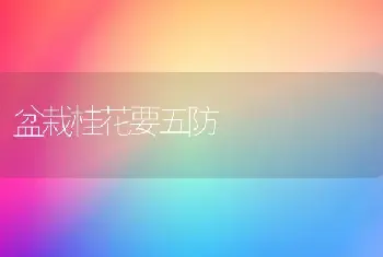 盆栽桂花要五防