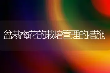 盆栽梅花的栽培管理的措施