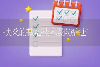 盆栽红掌栽培技术