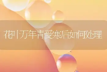 花叶万年青受寒后如何处理