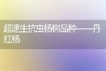 超速生抗虫杨树品种——丹红杨