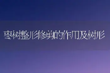 枣树整形修剪的作用及树形