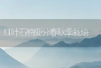 红叶石楠要分春秋季栽培