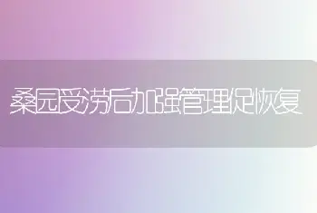 桑园受涝后加强管理促恢复