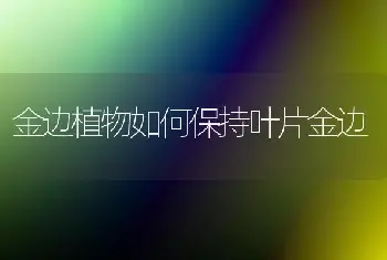 金边植物如何保持叶片金边