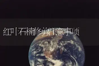 红叶石楠修剪注意事项