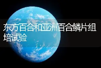 东方百合和亚洲百合鳞片组培试验