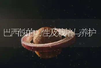 巴西铁的习性及栽培与养护