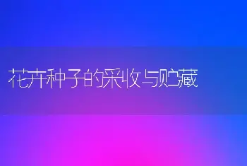 花卉种子的采收与贮藏