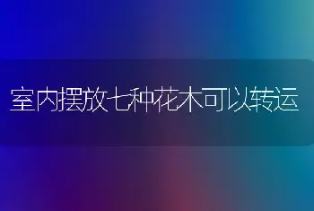 室内摆放七种花木可以转运