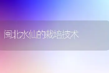 闽北水仙的栽培技术