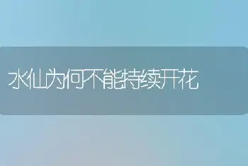 水仙为何不能持续开花