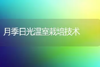 月季日光温室栽培技术