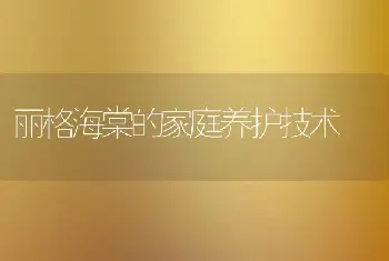 丽格海棠的家庭养护技术