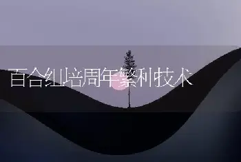 百合组培周年繁种技术