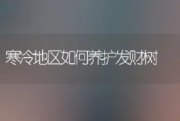 寒冷地区如何养护发财树