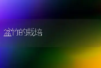 盆竹的栽培