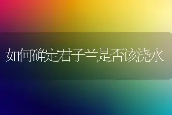 如何确定君子兰是否该浇水