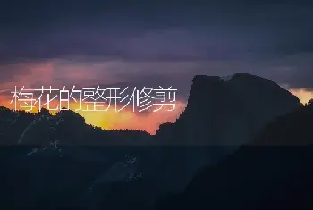 梅花的整形修剪