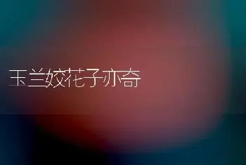 鹤望兰的繁殖方法