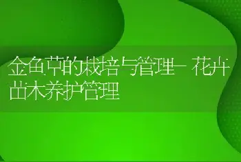 金鱼草的栽培与管理-花卉苗木养护管理