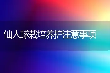 仙人球栽培养护注意事项