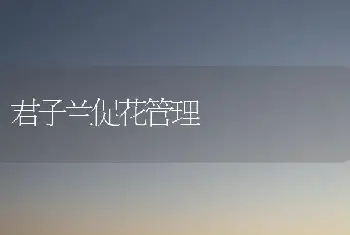 君子兰促花管理