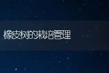 橡皮树的栽培管理